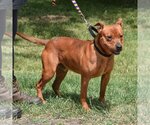 Small #5 American Staffordshire Terrier-Red Heeler Mix