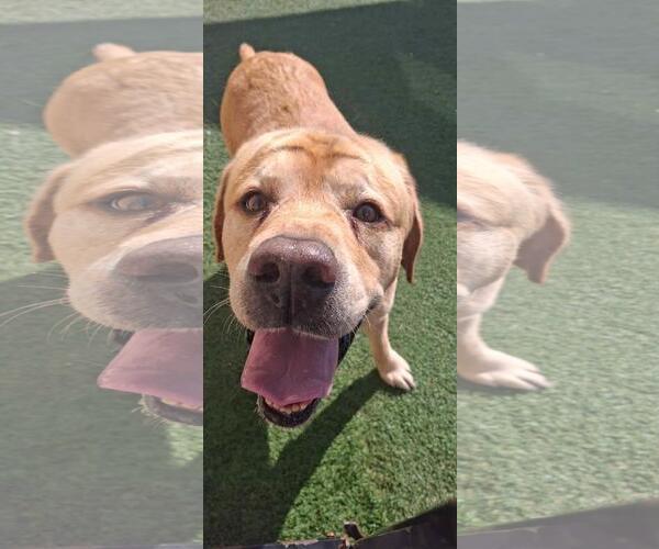 Medium Photo #3 Labrador Retriever-Unknown Mix Puppy For Sale in Rockwall, TX, USA