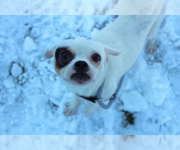 Medium Photo #12 Chihuahua-Unknown Mix Puppy For Sale in Chestertown, MD, USA