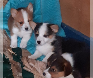 Pembroke Welsh Corgi Puppy for sale in SPOTSYLVANIA, VA, USA
