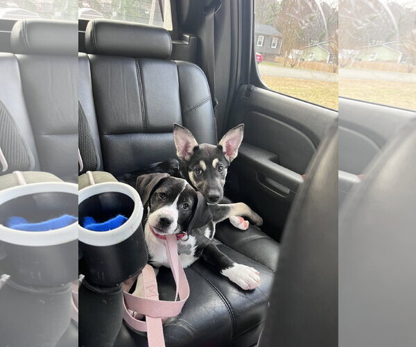 Medium Photo #8 Labrador Retriever-Unknown Mix Puppy For Sale in Holly Springs, NC, USA