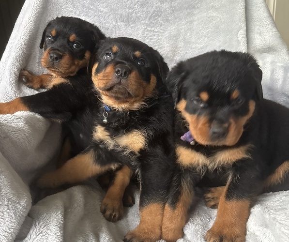 Medium Photo #1 Rottweiler Puppy For Sale in GILBERT, WV, USA