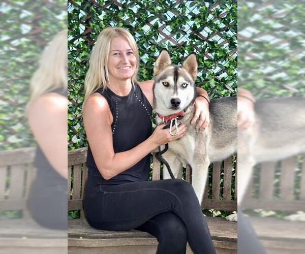 Medium Photo #3 Siberian Husky Puppy For Sale in Santa Barbara, CA, USA