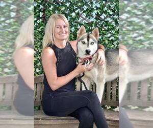 DASH - Male Siberian Husky Dog for Adoption - Photo #3