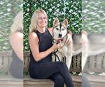 Small #2 Siberian Husky
