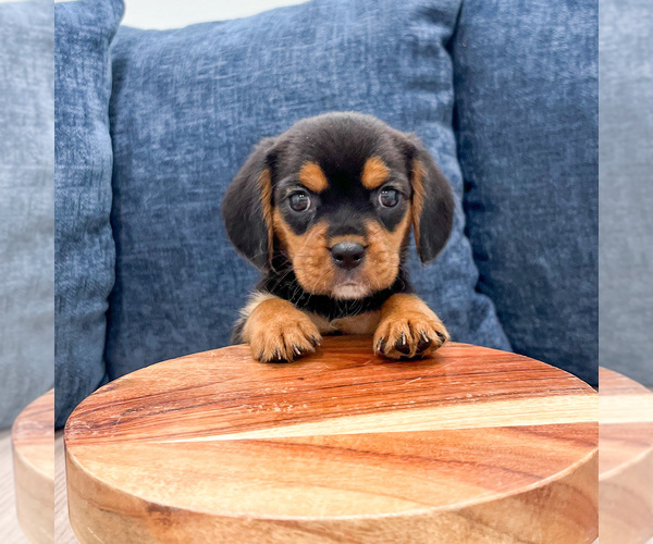 Medium Photo #2 Beaglier Puppy For Sale in MILLERSBURG, OH, USA