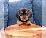 Small #1 Beaglier