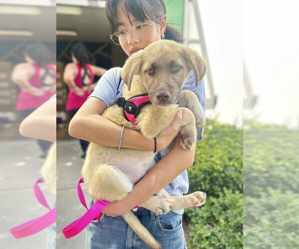 Medium Photo #4 Labrador Retriever-Unknown Mix Puppy For Sale in Dana Point, CA, USA