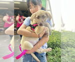 Small Photo #4 Labrador Retriever-Unknown Mix Puppy For Sale in Dana Point, CA, USA