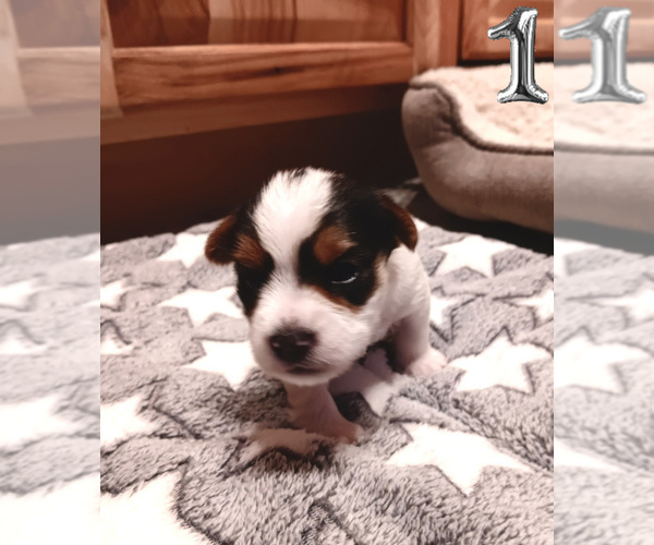 Medium Photo #7 Biewer Yorkie Puppy For Sale in GRANBURY, TX, USA