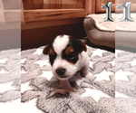 Small Photo #7 Biewer Yorkie Puppy For Sale in GRANBURY, TX, USA