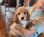 Puppy 3 Cockapoo-Poodle (Miniature) Mix