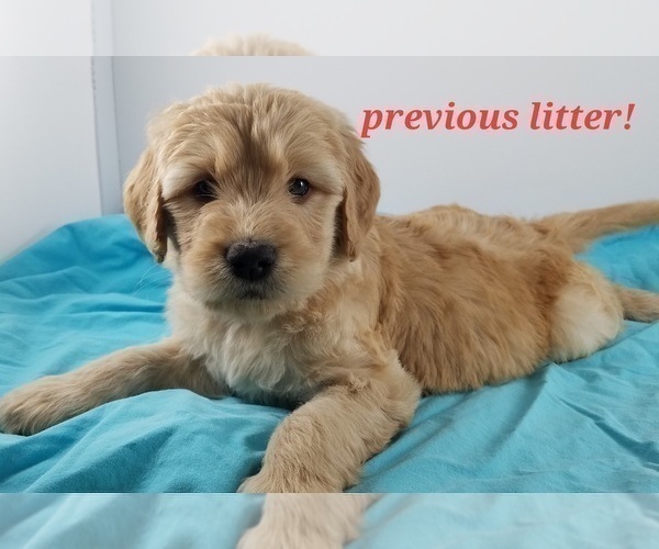 Medium Photo #2 Goldendoodle Puppy For Sale in AUSTIN, TX, USA