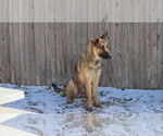 Small #16 German Shepherd Dog