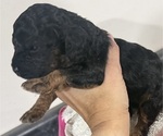 Small #5 Poodle (Miniature)