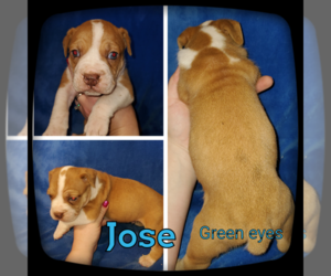 Olde English Bulldogge Puppy for sale in WHEELER, MI, USA