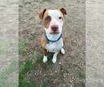 Small #2 Mutt