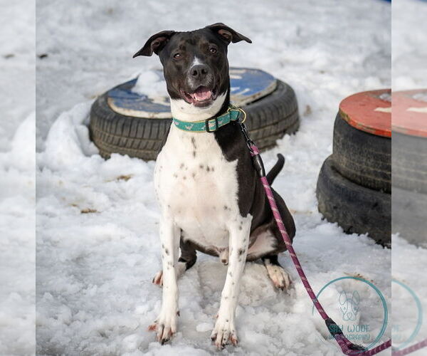Medium Photo #5 Lab-Pointer Puppy For Sale in Brewster, NY, USA