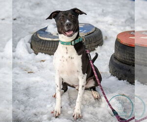 AC - Donny - Male Lab-Pointer Dog for Adoption - Photo #5