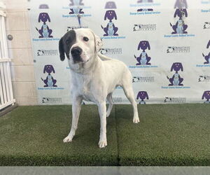 Lab-Pointer Dogs for adoption in Orlando, FL, USA