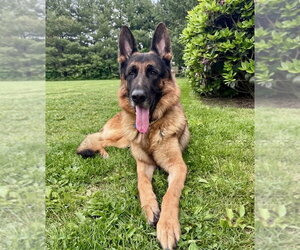German Shepherd Dog Dogs for adoption in Spring Lake, NJ, USA