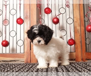 Shih-Poo Litter for sale in NAPLES, FL, USA