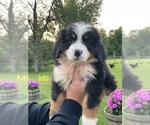 Puppy Puppy 9 Bernese Mountain Dog