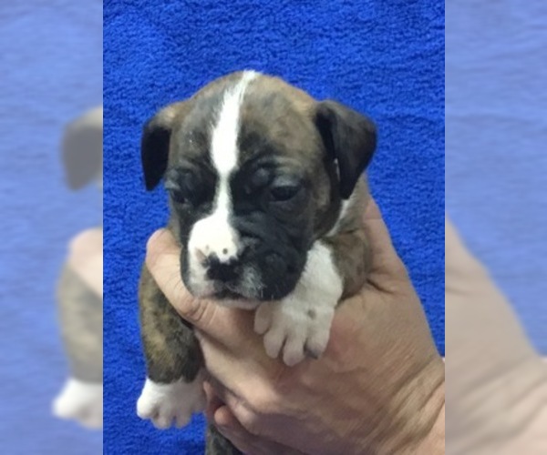 Medium Photo #2 Boxer Puppy For Sale in COATSVILLE, MO, USA