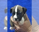Small Photo #2 Boxer Puppy For Sale in COATSVILLE, MO, USA