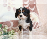 Small Photo #1 Cavalier King Charles Spaniel Puppy For Sale in SHILOH, OH, USA