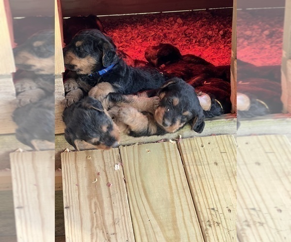 Medium Photo #2 Airedale Terrier Puppy For Sale in GILMER, TX, USA