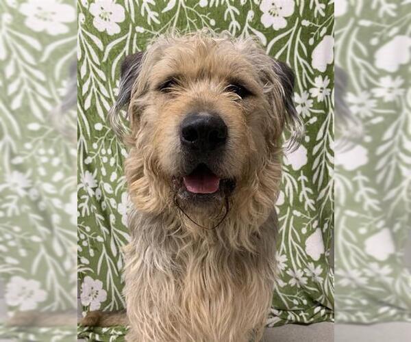Medium Photo #1 Unknown-Wheaten Terrier Mix Puppy For Sale in Fairbanks, AK, USA