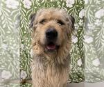 Small Wheaten Terrier Mix