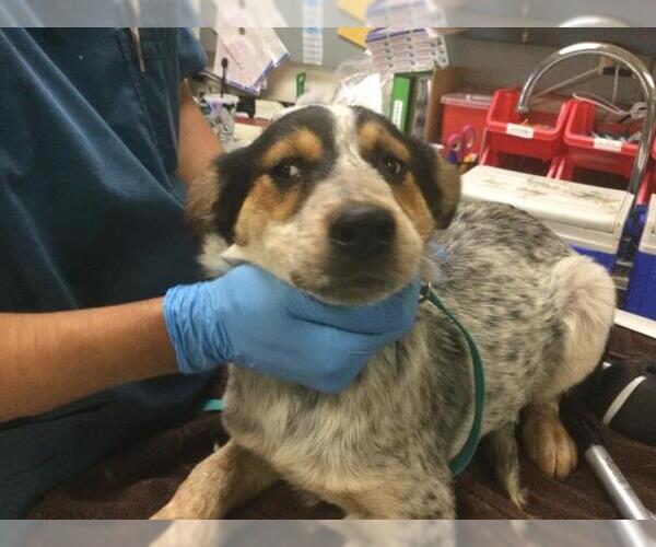 Medium Photo #1 Mutt Puppy For Sale in Riverside, CA, USA