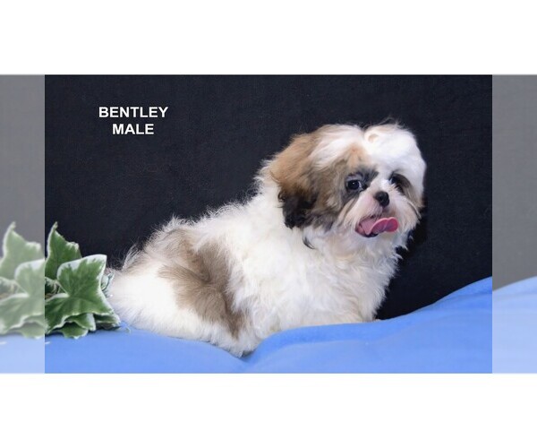 Medium Photo #8 Shih Tzu Puppy For Sale in CLARE, MI, USA