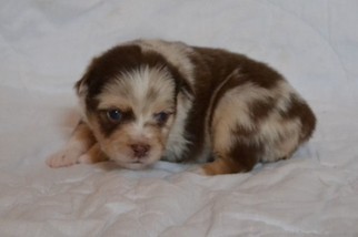 Miniature Australian Shepherd Puppy for sale in AZLE, TX, USA