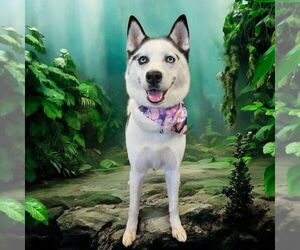 Huskies -Unknown Mix Dogs for adoption in Fargo, ND, USA
