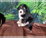 Small Photo #3 Bernedoodle Puppy For Sale in BLACK FOREST, CO, USA