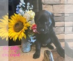 Puppy 1 Labrador Retriever