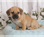 Small Photo #1 Jug Puppy For Sale in PENNS CREEK, PA, USA
