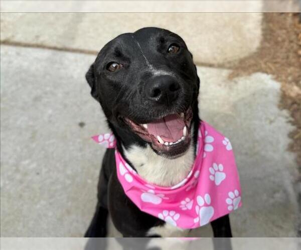 Medium Photo #2 Labrador Retriever Puppy For Sale in Tulsa, OK, USA