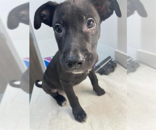 Medium Photo #1 Shepradors Puppy For Sale in Baytown, TX, USA