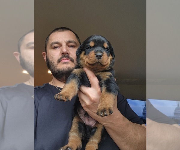 Medium Photo #3 Rottweiler Puppy For Sale in BELGRADE, MT, USA