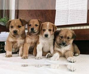 Australian Cattle Dog-Catahoula Leopard Dog Mix Puppy for sale in BARRY, TX, USA