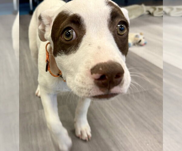 Medium Photo #9 Labrador Retriever-Staffordshire Bull Terrier Mix Puppy For Sale in Cave Creek, AZ, USA