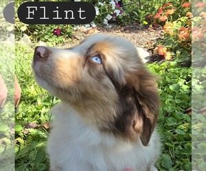 Miniature Australian Shepherd Puppy for sale in HOLTON, MI, USA