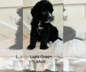 Saint Berdoodle Puppy for sale in QUEEN CREEK, AZ, USA