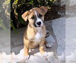 Small #4 Mutt
