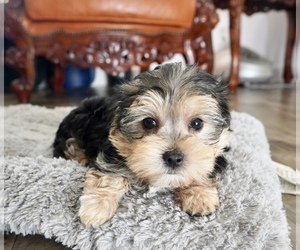 Morkie Puppy for sale in LOS ANGELES, CA, USA