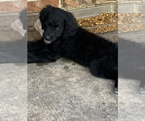 Goldendoodle Puppy for sale in FRANKSTON, TX, USA
